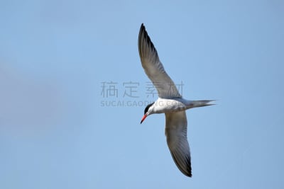红嘴巨鸥,燕鸥,水平画幅,橙色,鸟类,动物身体部位,翅膀,黑色,加拿大,白色