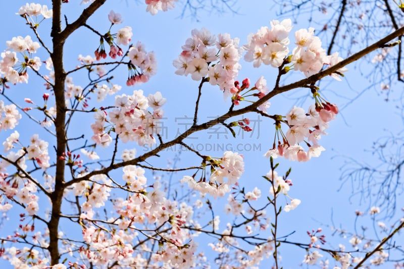 日本,粉色,樱之花,莫斯特,自然美,关西国际机场,桃树,李树,花见节,李子