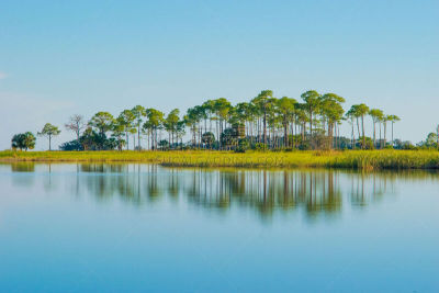 岛,圣马克野生动物保护区,沼泽,塔拉哈西,barrier islands,湿地,佛罗里达,墨西哥湾,松树,香蒲