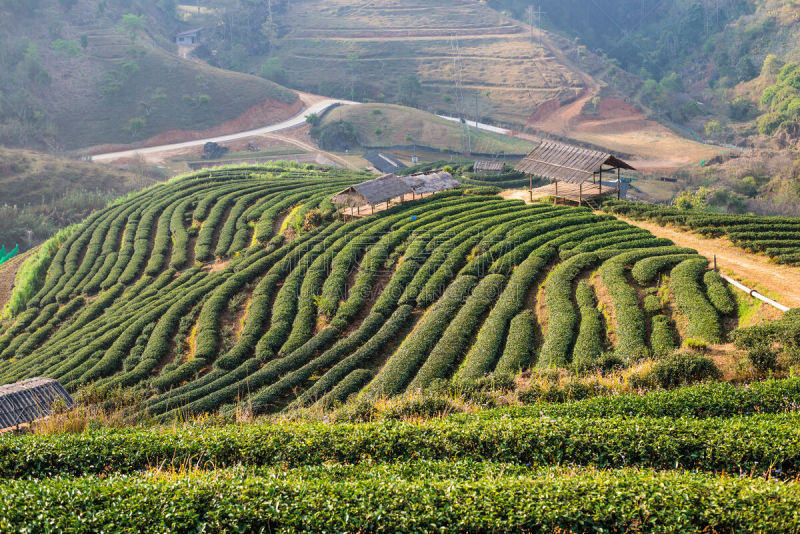 山,绿色,茶树,山口,树篱,梯田,水平画幅,人,陡峭,户外