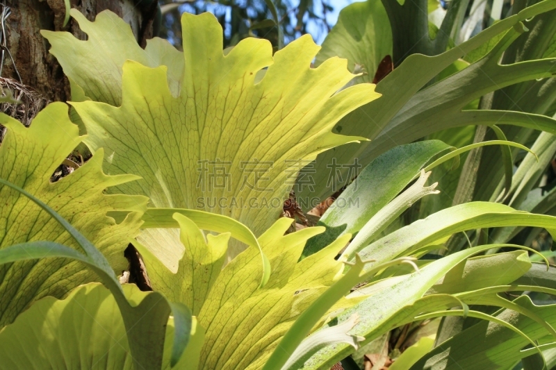 鹿角蕨,日光,白昼,叶脉,自然,水平画幅,绿色,无人,植物茎,植物