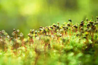 苔藓,特写,绿色,背景,单色图片,运动模糊,美,褐色,水平画幅,无人