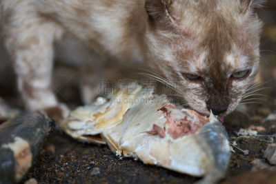 猫,鱼类,饥饿的,水平画幅,老鼠,锯鳐,鲭鱼,螃蟹,泰国,哺乳纲