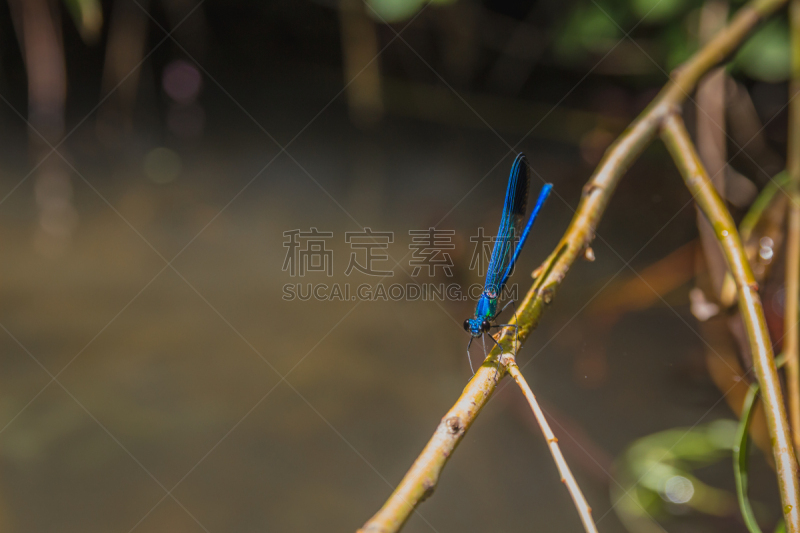 特写,枝,蓝蜻蜓,正面视角,水,野外动物,夏天,大特写,蜻蜓,蓝豆娘