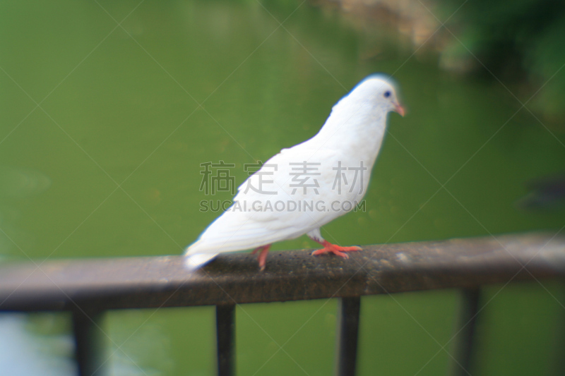 斑鸠,针孔照相机,自然,两翼昆虫,水平画幅,动物,鸟类,纯净,肖像,泰国