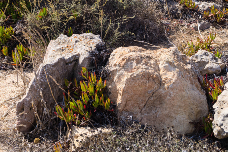 entlang der Küste der Algarve in Portugal wachsen wilde Blumen und trotzen Wind und Wetter