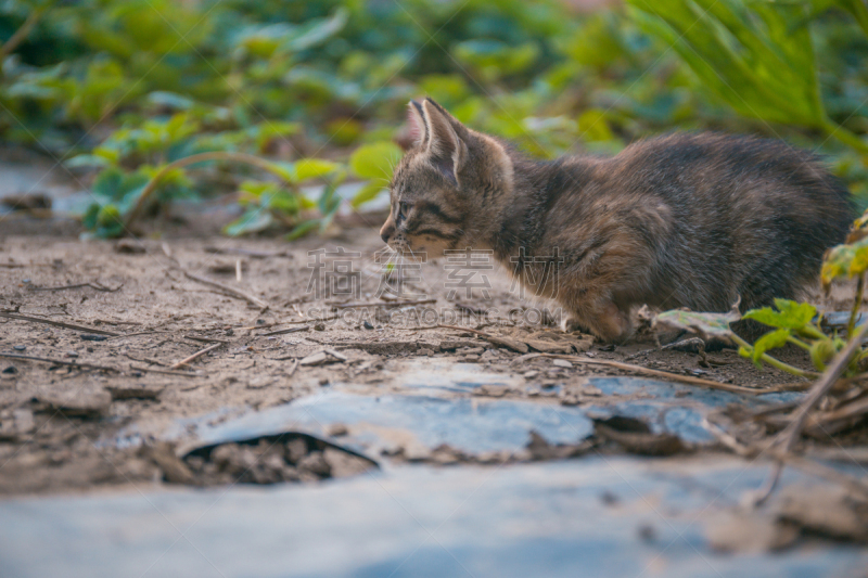 猫,日记,毛绒玩具,爪子,动物身体部位,人的眼睛,哺乳纲,毛绒绒,自然界的状态,自然现象