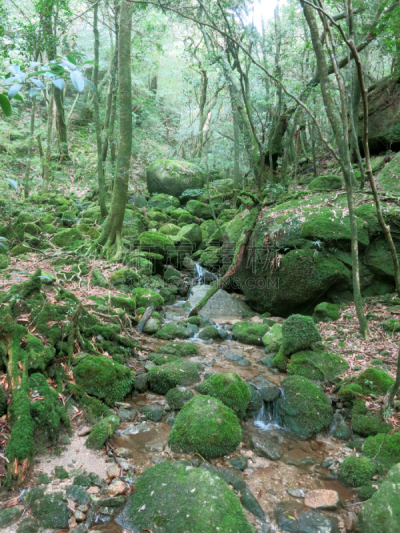 屋久岛,秘密,森林,地带雪松,莫斯兰丁,日本柏树,鹿儿岛县,藤蔓植物,簇叶从生的,雪松