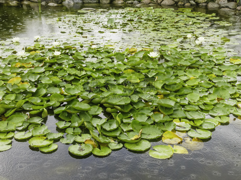 睡莲,雨,防护品,轻的,水,温带的花,水平画幅,白睡莲,无人,湿