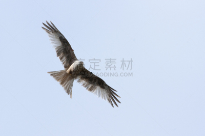 赤鸢,雌猎鹰,灰背隼,欧洲秃鹰,雀鹰,红隼,自然,野生动物,食肉鸟,水平画幅