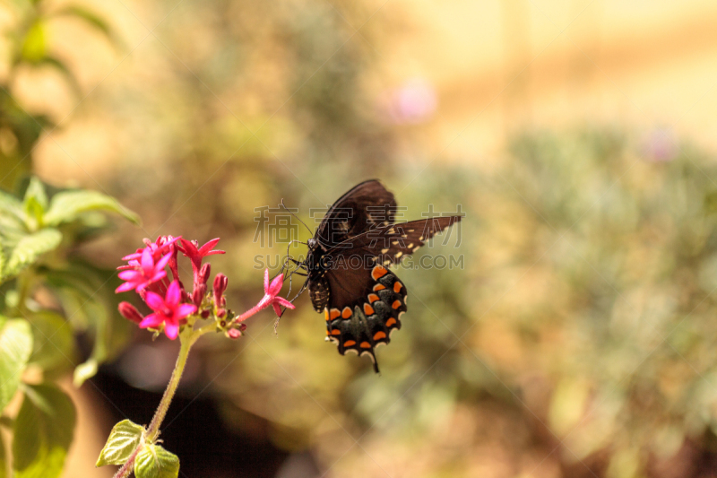 pipevine swallowtail butterfly,凤尾蝶,自然,野生动物,美国,水平画幅,蝴蝶,无人,野生植物,春天