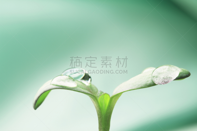 水,水滴,自然,水平画幅,绿色,秧苗,无人,日本,植物,环境