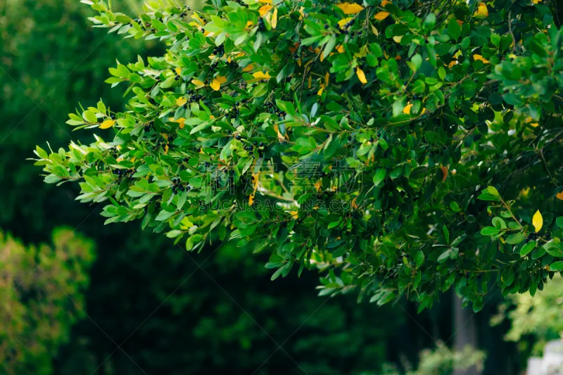 月桂花冠 叶子 浆果 野外动物 月桂树叶 擦木叶 月桂树 灌木 水湾 树篱图片素材下载 稿定素材