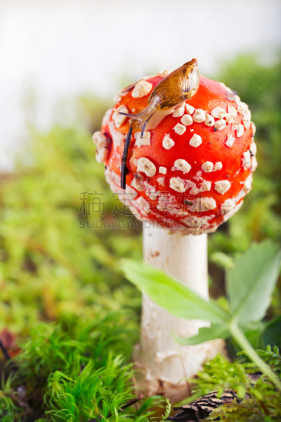 蜗牛,红色,帽子,毒蝇菇,在边上,伦敦塔,鹅膏菌,毒蘑菇,垂直画幅,无人