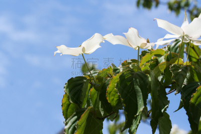 日本,开花的山茱萸,四照花,天空,水平画幅,绿色,无人,夏天,户外,特写