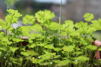 欧芹,维纳尔,自然,食品,图像,日光,黄花茅,叶子,无人,植物