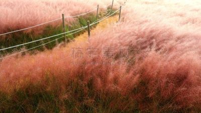 草,粉色,环境,公园,韩国,乱子草属,朝鲜半岛,植物,背景,户外