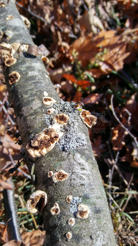 四季,垂直画幅,选择对焦,雪,无人,夏天,户外,特写,植物,冬天