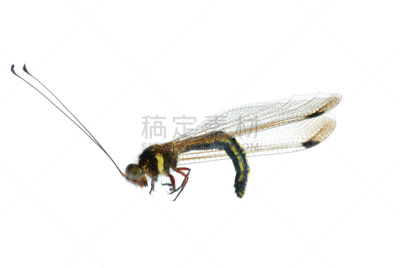 两翼昆虫,昆虫,猫头鹰,枭蝇,水平画幅,动物身体部位,翅膀,影棚拍摄,休息,摄影