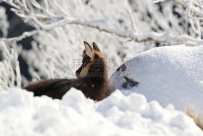 Chamois (Rupicapra rupicapra) in the winter Vosges Mountains, France