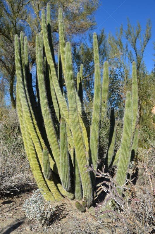 风琴管仙人掌,hecho cactus,古奇拉谷,棕榈泉,莫哈韦沙漠,垂直画幅,留白,沙子,无人,荆棘