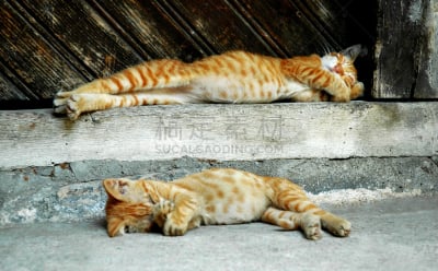 亮闪闪,灵猫,野生猫科动物,水平画幅,猫,无人,摄影