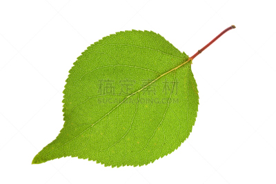 叶子,分离着色,自然,水平画幅,纹理效果,绿色,无人,背景分离,叶脉,白色