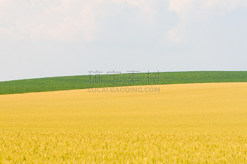 黄金,绿色,天空,水平画幅,户外,草,面包,农作物,粒子,让路标志