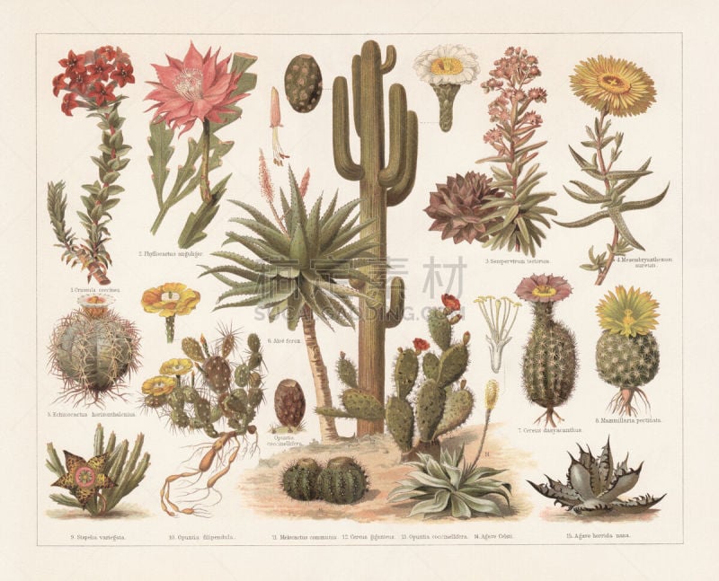 Cacti, chromolithograph, published in 1897