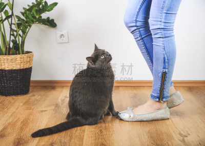 小猫,可爱的,木乃伊化的,俄罗斯蓝猫,沙尔特勒猫,猫的叫声,便利,美,业主,水平画幅