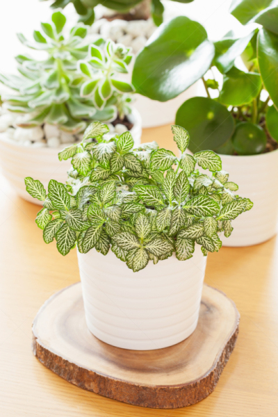 室内植物,景天科拟石莲花属植物,垂直画幅,枝繁叶茂,无人,干净,特写,明亮,白色,植物
