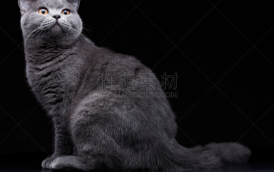 猫,水平画幅,小的,可爱的,家畜,幼小动物,自然美,宠物,动物,格鲁曼f-14
