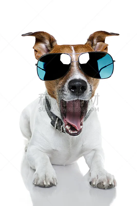 狗 眼泪 垂直画幅 美 杰克拉瑟短腿犬 动物嘴 梗犬 美人 眼镜 疲劳的图片素材下载 稿定素材 狗 眼泪 垂直画幅 美 杰克拉瑟短腿犬 动物嘴 梗犬 美人 眼镜 疲劳的图片素材下载 稿定素材