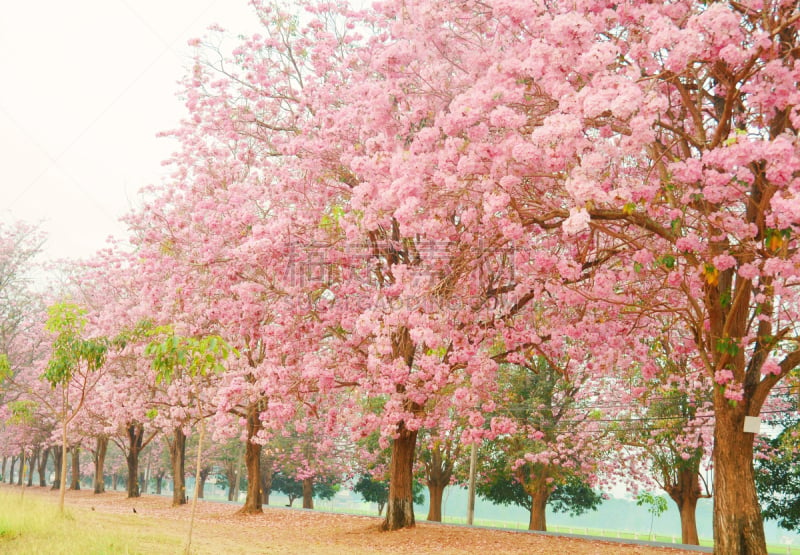 粉色,浪漫,斑叶钟花树,潘塔纳尔湿地,自然,白昼,季节,彩色背景,图像,日光