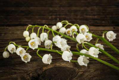 铃兰,美,水平画幅,研磨器,特写,百合花,花束,白色,植物,植物学