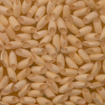 蚕,茧,纺织品,特写,活力,丝绸,蛾,叶子,昆虫,食品