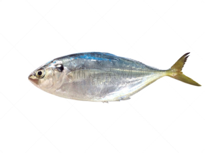 杰克鱼,背景分离,清新,健康食物,饮食,泰国,图像,海洋,银色,多色的