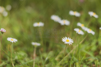 草地,白色,黄色,白昼,母亲节,田地,甘菊花,背景,夏天,日光