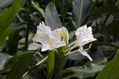 白色,平衡折角灯,香水,暗色,gingerlily,自然,水平画幅,绿色,纯净,野生植物