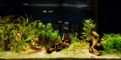 淡水,水族馆,水,美,水生植物,水平画幅,无人,水下,明亮,俄罗斯