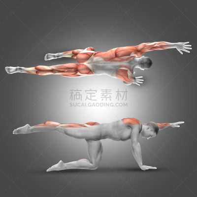 三维图形,瑜伽,男性形象,手臂,腿,腹腔,人类肌肉,肌腱套,菱形,前锯肌
