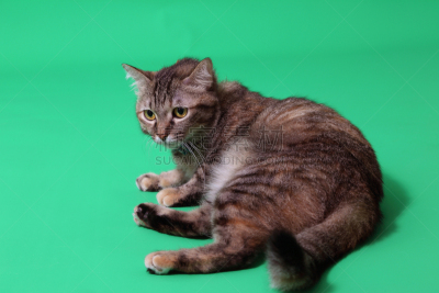 斑纹猫,可爱的,背景分离,肖像,虹膜异色症,猫科动物,小的,动物,两只动物,杂种猫