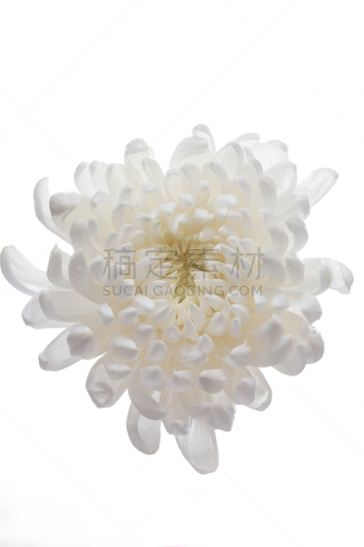 菊花,自然美,白色,自然,芳香的,黄色,季节,垂直画幅,图像,花瓣