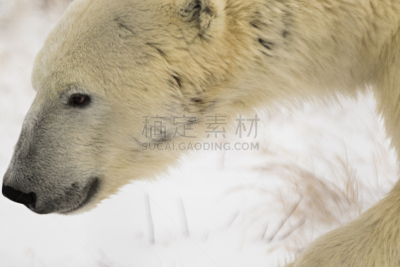 北极熊,哈得森海湾,马尼托巴湖,哺乳纲,加拿大,白色,水平画幅,冬天,无人,摄影