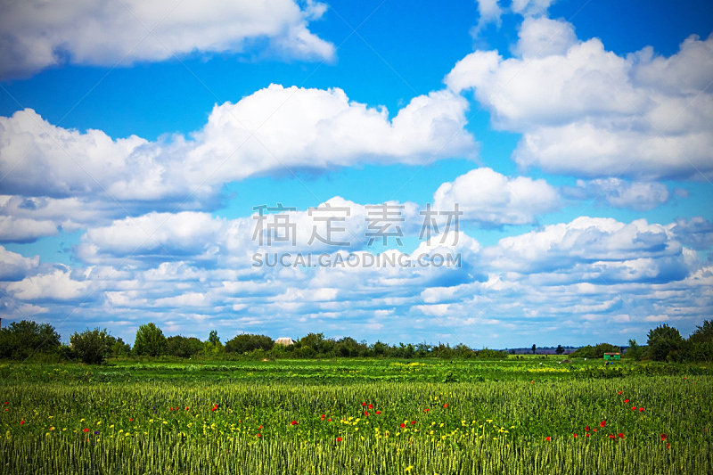 天空,小麦,背景,田地,裸麦,蓝色,云,地名,夏天,草