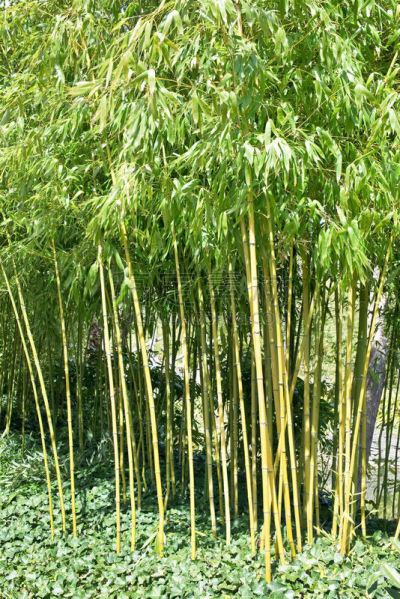 菜园,垂直画幅,枝繁叶茂,户外,园艺展览,植物,灌木,园艺,园林,叶子