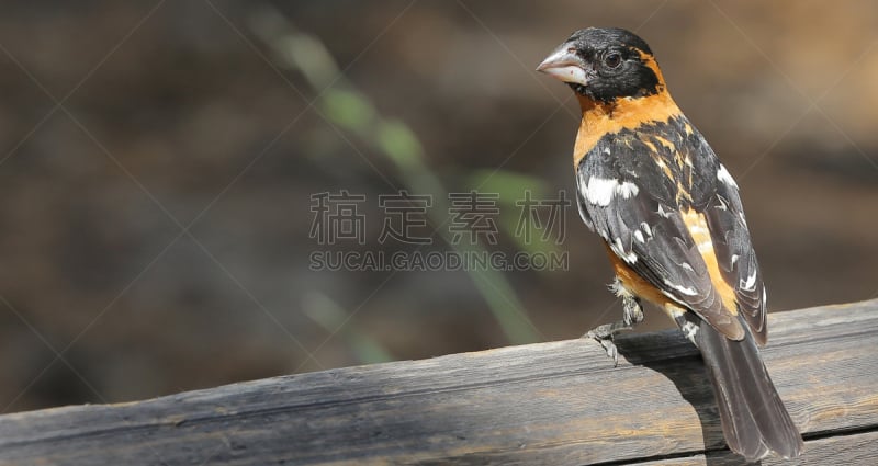 鸟类,蜡嘴鸟,头球,黑色,野生动物,旅游目的地,水平画幅,无人,户外,加利福尼亚