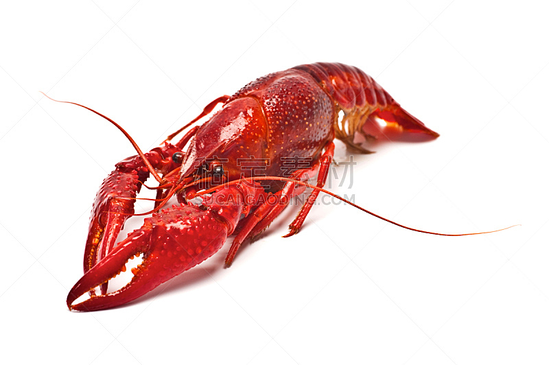 螯虾,卡真式料理,龙虾,饮食,煮食,水平画幅,海产,螃蟹,甲壳动物,美味