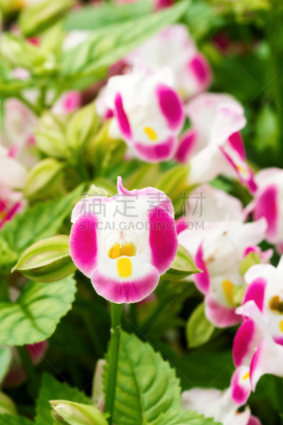 特写,粉色,花朵,垂直画幅,夏天,户外,白色,植物,叉骨