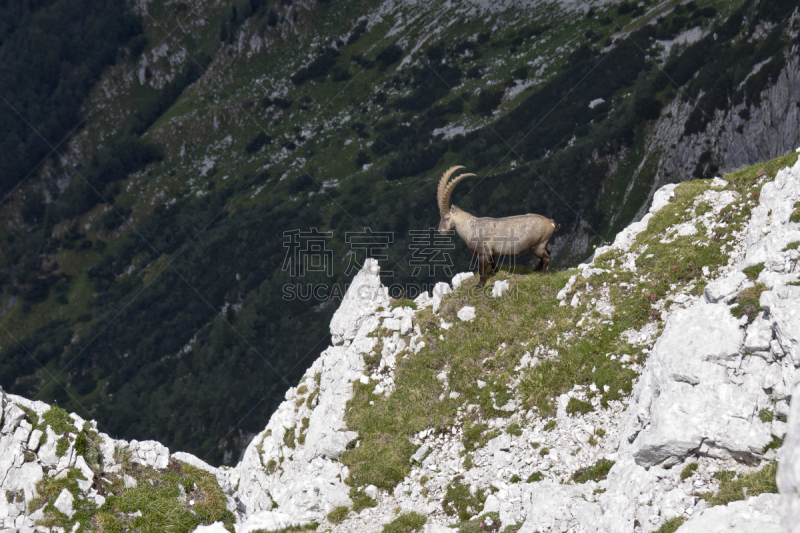 摩羯座,在边上,自然,水平画幅,地形,Julian Alps,无人,野外动物,户外,一只动物